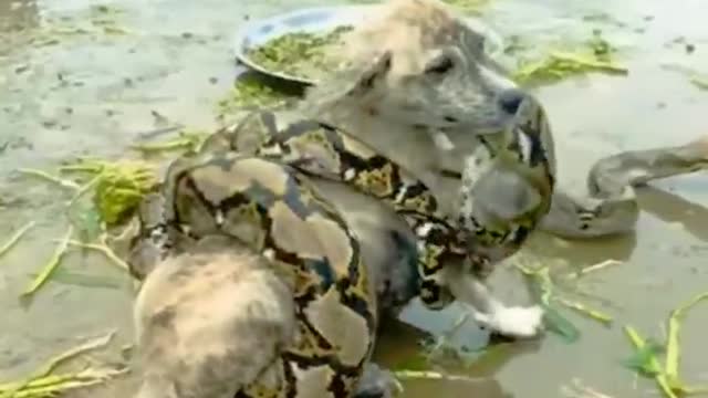 A dog is held back by a python snake