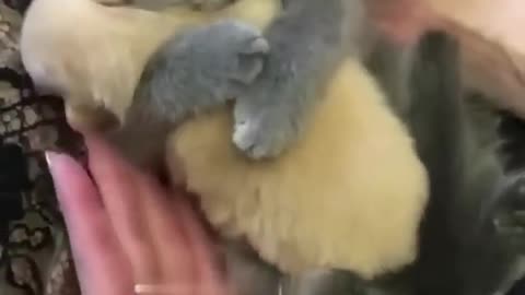 Funny vidéos animals