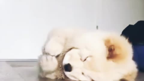 Lazy cute puppy is sleeping
