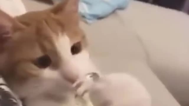 Funny Dog & Cats Video 🐶 🐱