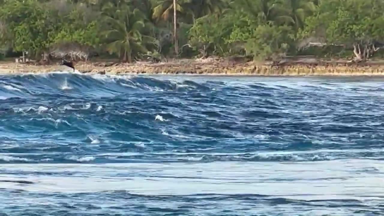 Playful Dolphins Jumping and Playing