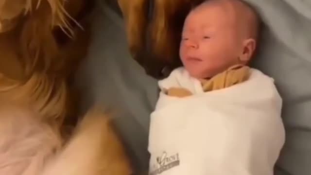 Golden retriever baby sitting | cute baby and dog video |
