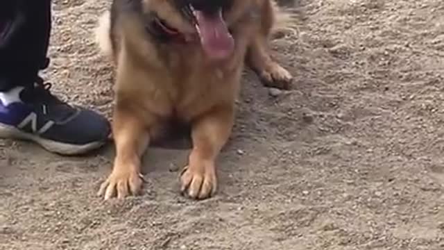 German Shepherd protecting his owner