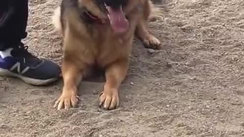 German Shepherd protecting his owner