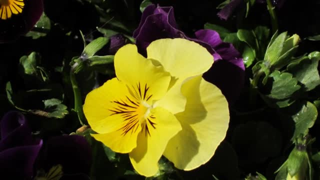 How to care for viola flowers