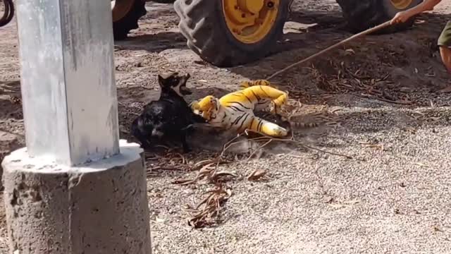 Fake Tiger Prank 2 Dog No Run Try To Stop Laugh 2021