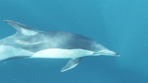 A Group of Dolphins Swimming Underwater