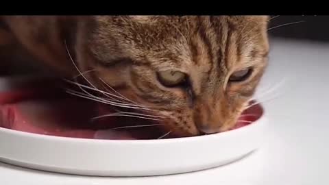 Cat Enjoy the Meal