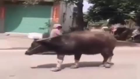 When Animals Drink Alcohol