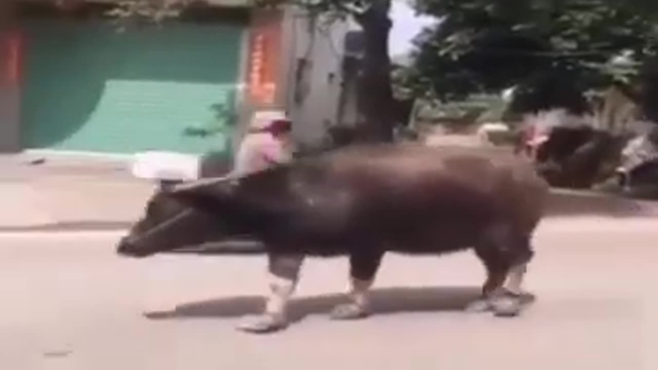 When Animals Drink Alcohol