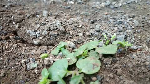 Hectic Time Lapse Video Of Ants On The Ground Working In Unison - Cool