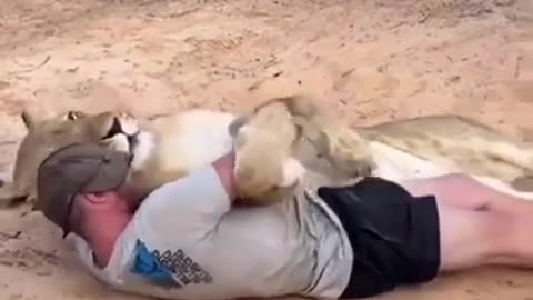 true friendship between man and lioness