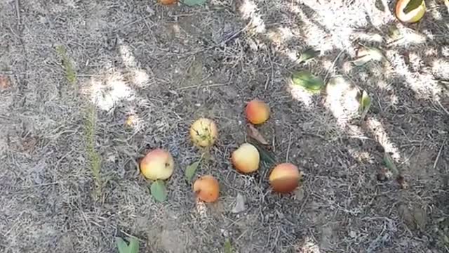 Dog trying to grab apple and falls