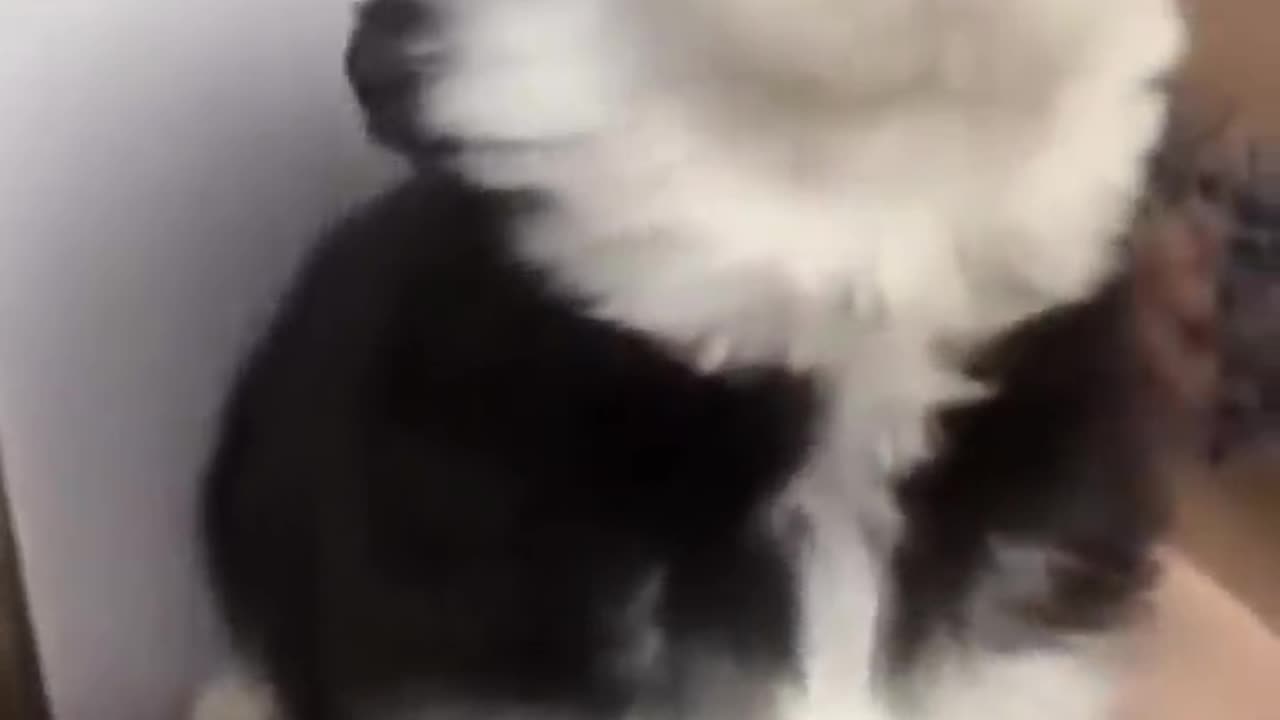 Cute Baby Husky howling 😍 😍