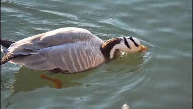 Ducks were swimming around on the river