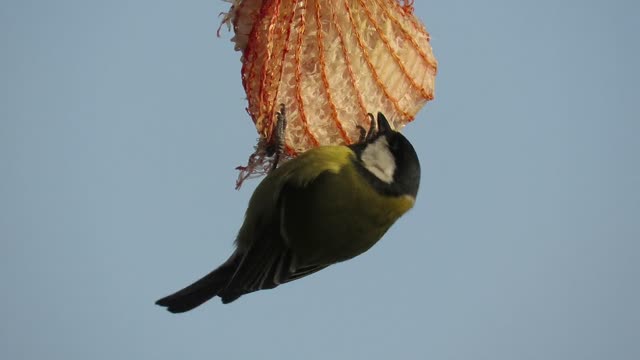 A bird carefully builds its nest