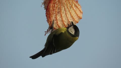 A bird carefully builds its nest