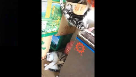 💗Cute And Funny Pets Try Not To Laugh To These Pets Compilation #15💗