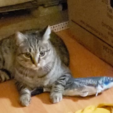 Floppity Fish Review