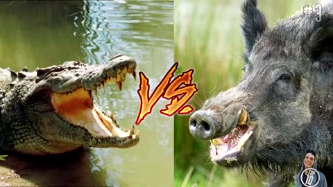 CRAZIEST Animal Fights