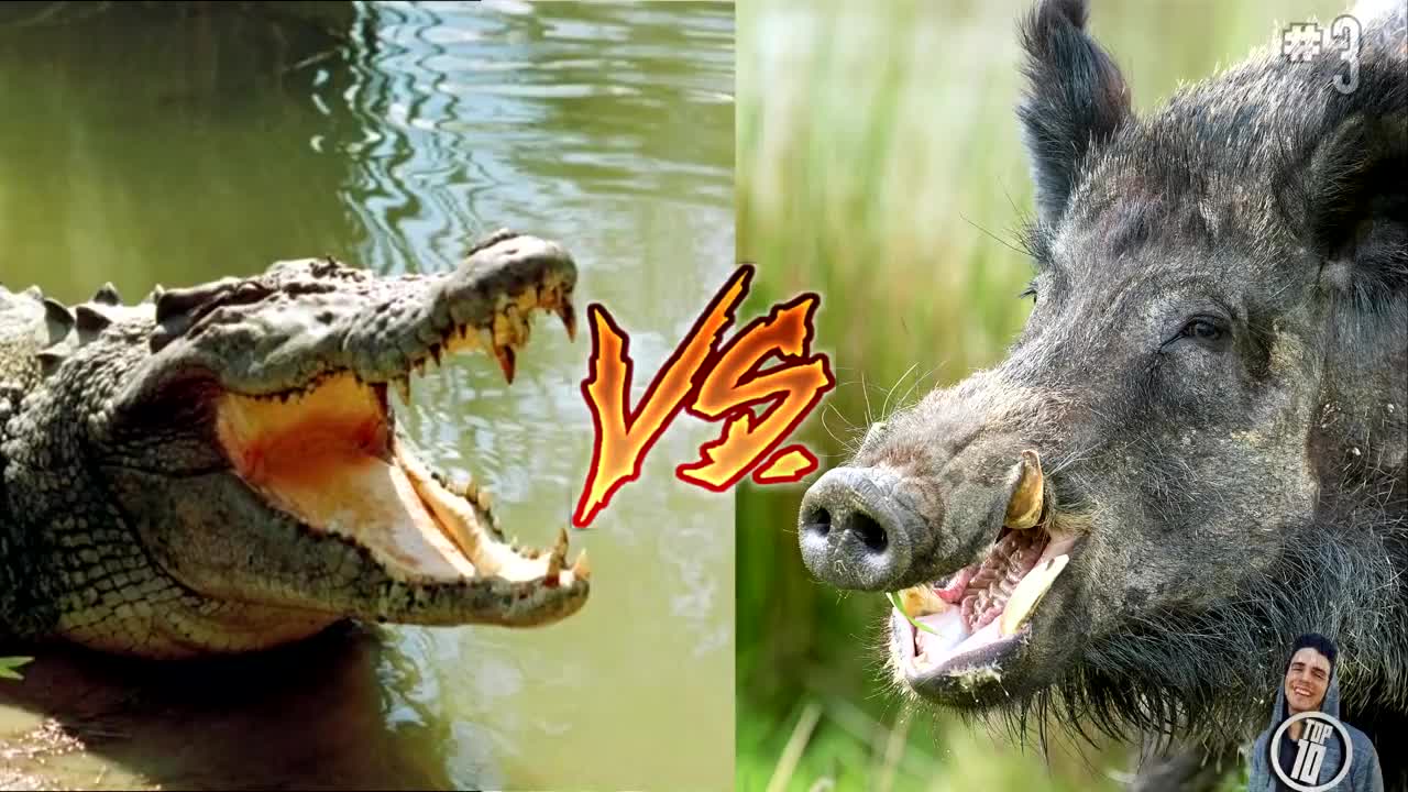 CRAZIEST Animal Fights