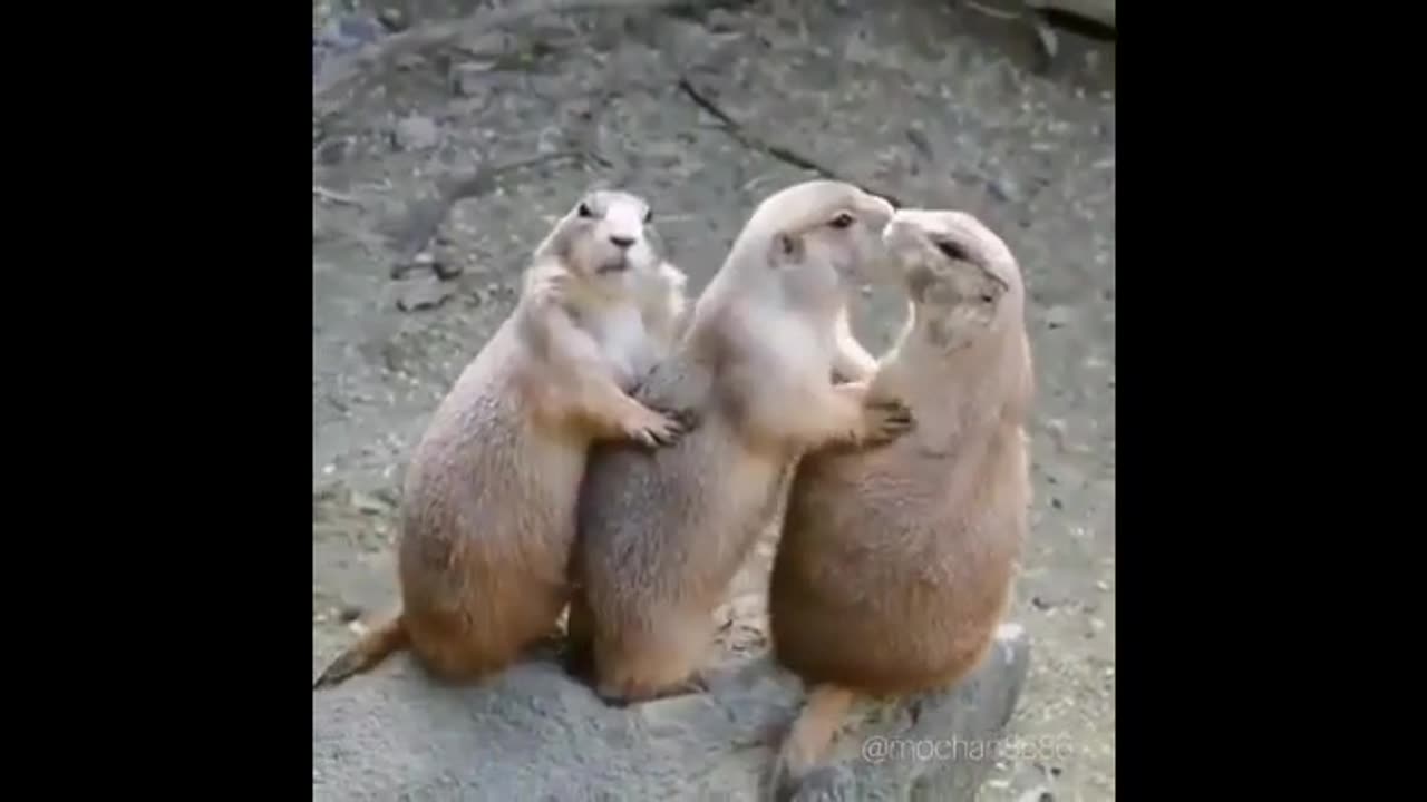 cute funny best compilation of the day