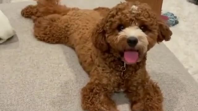 cavapoo#toypoodle@heyimkatsu