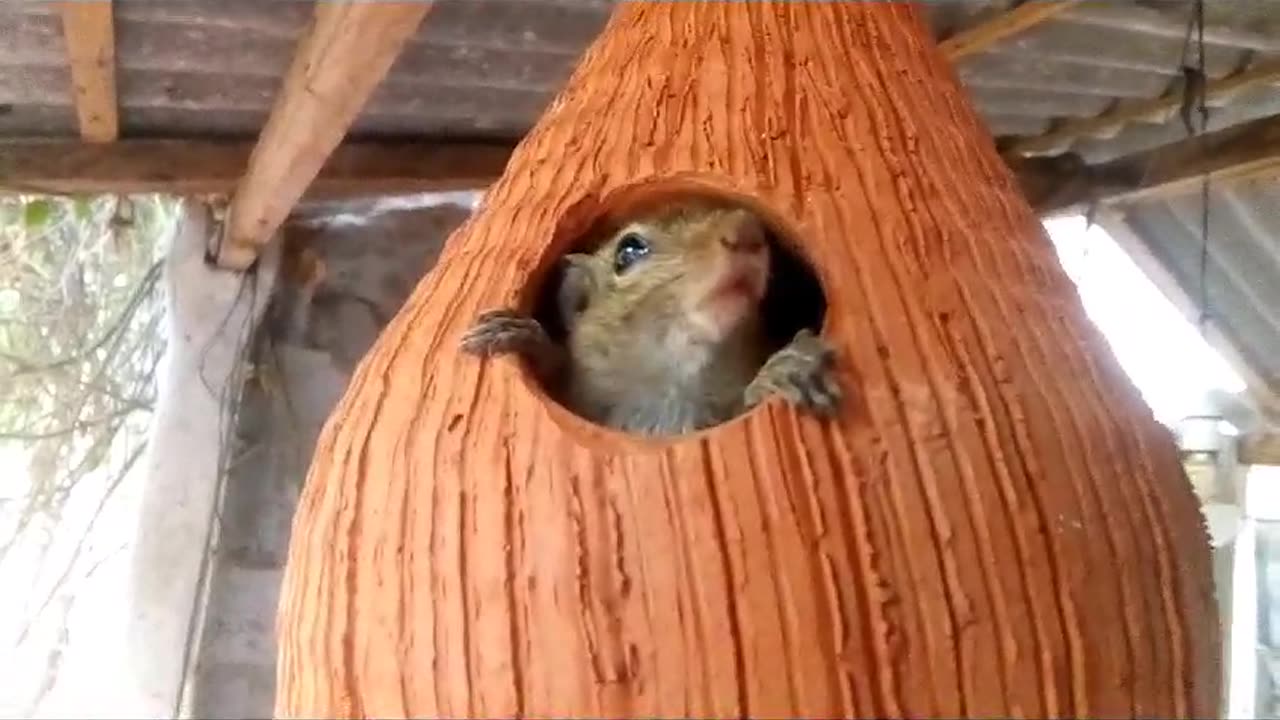 Squirrel