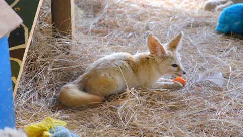 Adorable Baby Fox