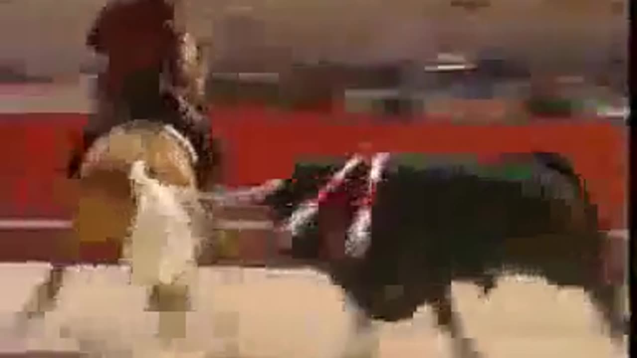 Orpheo (Merlin) incredible horse