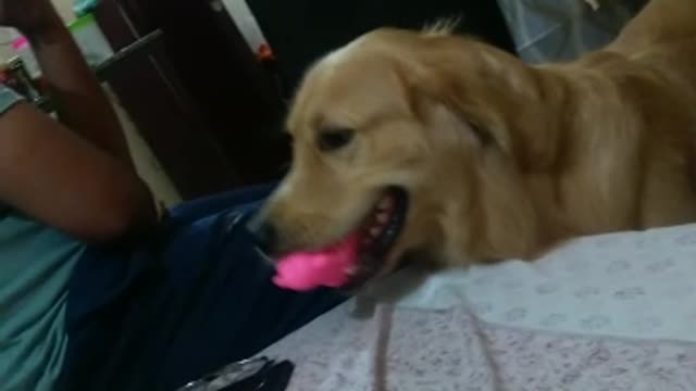 Dog Dogiee Dog