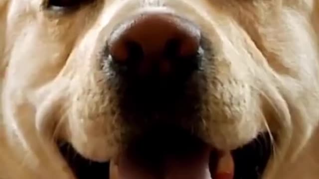 Cute Dog