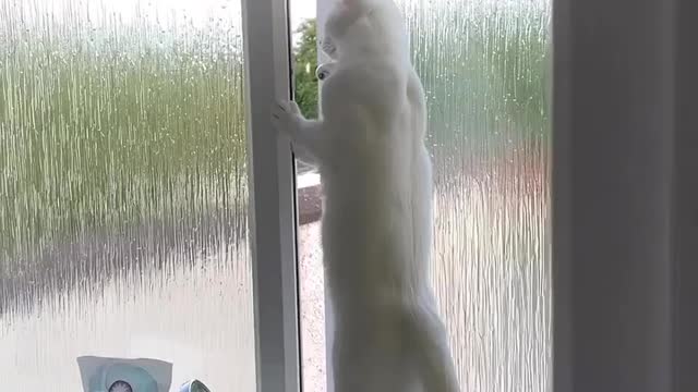 Our neighbors are always fighting 😅 Love cats? Like & Share