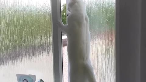 Our neighbors are always fighting 😅 Love cats? Like & Share