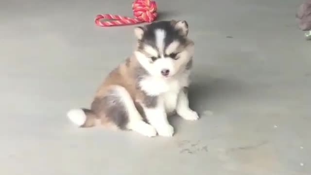 The little husky was in a daze