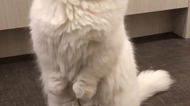 This Will Fundamentally Change the Way You Look at Cute Big White Cat