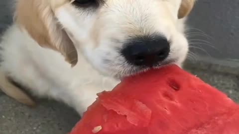 Dog videos dog is drinking to water