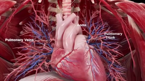 Cardiovascular system