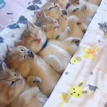 Bayi Kucing Yang Lucu