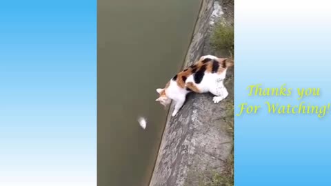 Top Funny Cat Videos