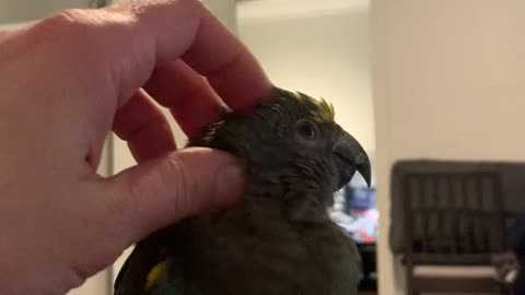 Cute green parrot getting scritches