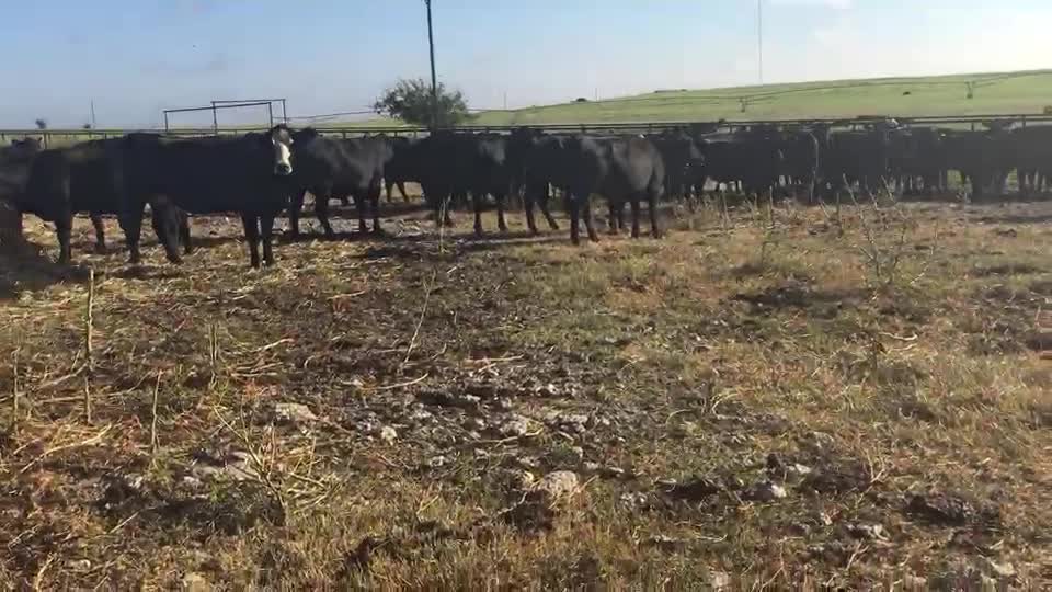 ​​140- Young Angus plus winter/spring calving cows.