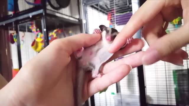 SUGAR GLIDERS Flying - Funny & Cute Compilation