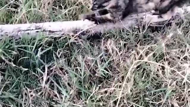 Wild cats break into the garden
