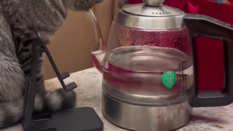 Cats have discovered a new world!!