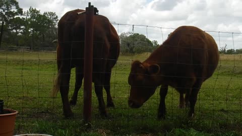 Ranch Life
