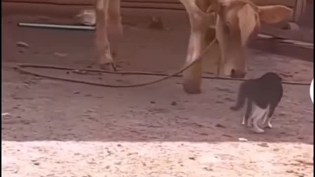 funny cat