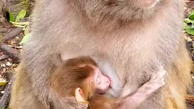 cute baby monkey pet FUNNY