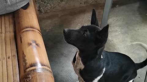 The Hungry Puppy has catch the attention of his owner