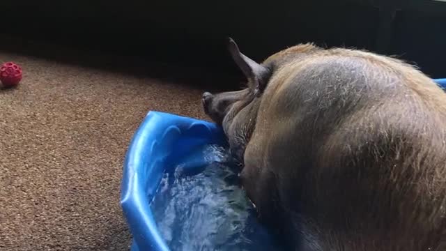 Chorizo the wild boar